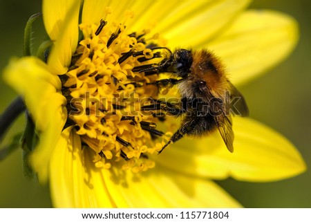 Honey Bee - extracting pollen.