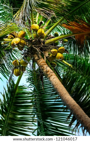 Coconut tree - Fruit on the tree