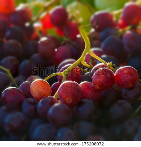 Red globe grapes macro close up square composition