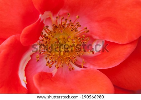 Rose flower macro close up anther stamen red orange colour