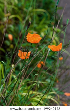 Poppy wild orange colour flowers against green foliage