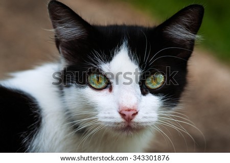 Black and white cat staring at the camera full eye contact closeup