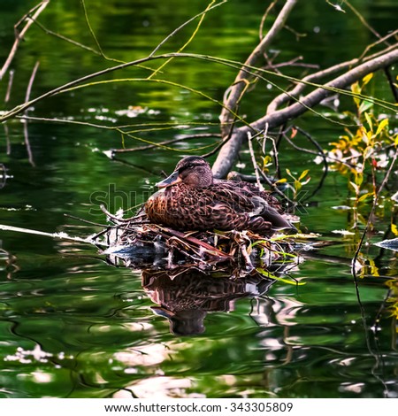 Mallard duck female laying on her nest by the river stream