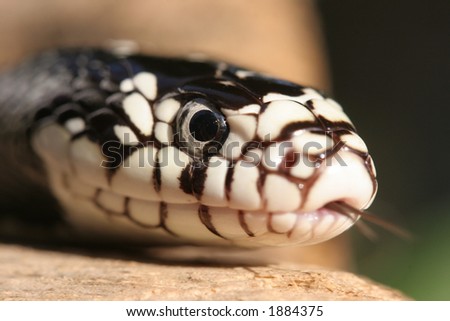 snake head
