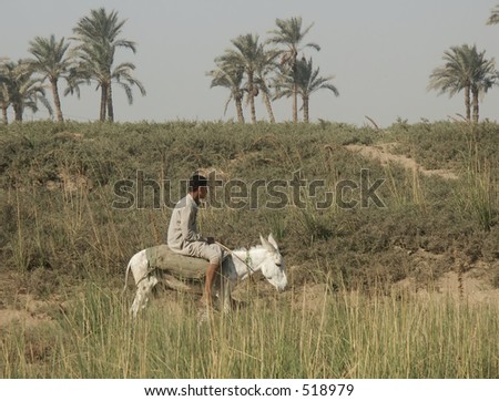 White Donkey with boy in Memphis Egypt