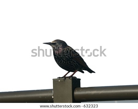 black sparrow