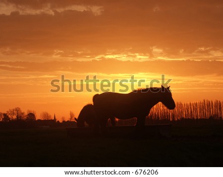 Horse silhouette at sunrise