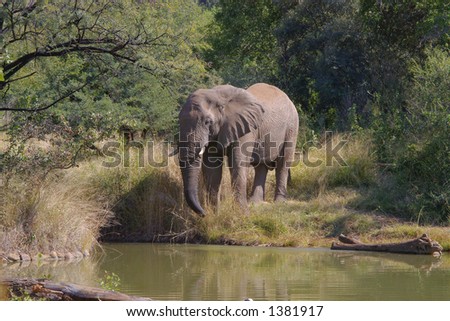Wild Elephant st the waterhole at Kwa Maritane lodge ready to go into the water.