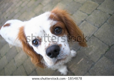 Wide angle close-up of a King Charles Spaniel Cavalier.