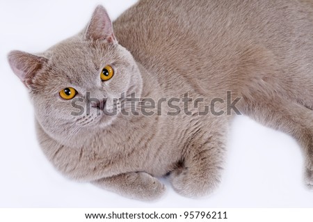 Lilac Cat