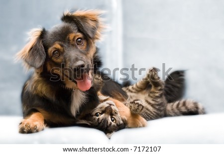 Puppy And Kitten
