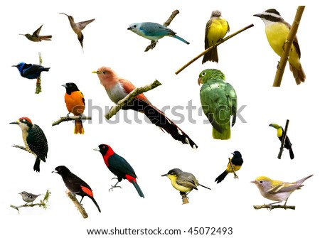 Stock options costa rica
