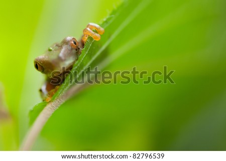 Juvenile Red-eyed Tree frog