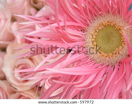photograph of a very beautiful pink gerbera daisy with soft pink roses in the background