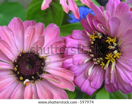 photograph of two zinnia\'s in the drizzling rain