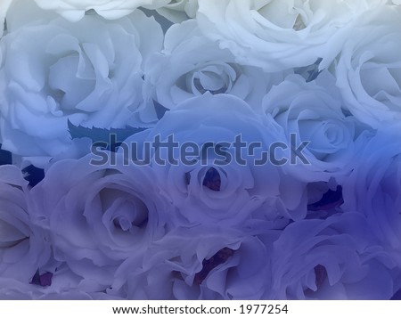 digitally enhanced photograph of a display of white roses