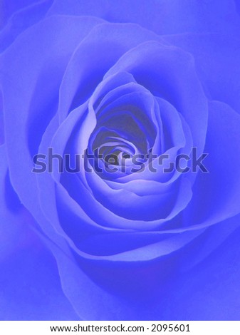 digitally enhanced photograph of a perfect rose