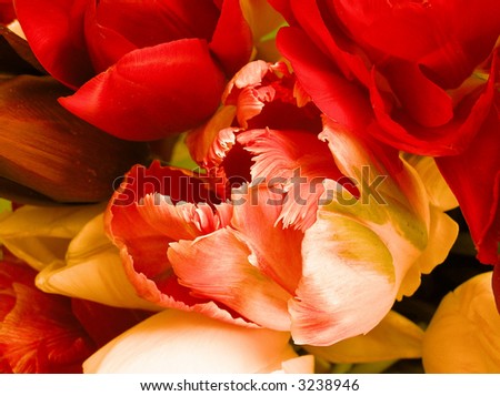 digitally enhance photograph of a variety of tulips