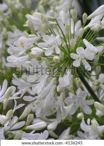 White African Lilies