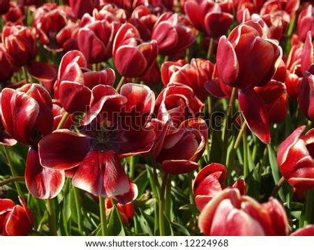 special multi-red tulips in a dutch tulip field