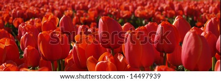 tulips banner
