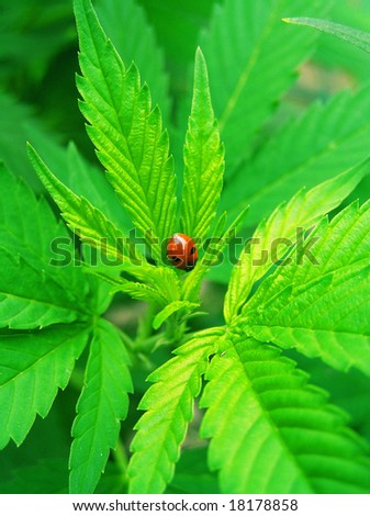 cross process reproduction lucky ladybird