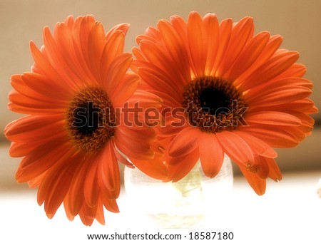early color photographic reproduction showing two orange gerbera daisies in a little vase