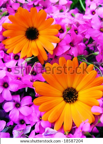 cross process reproduction showing two orange gerbera surrounded by pink flowers