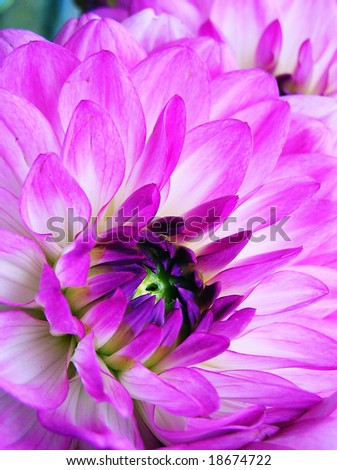 cross-process photographic reproduction/close up of pink Dahlia