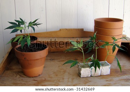 Pics Of Weed Plants. fresh Marijuana plants/the