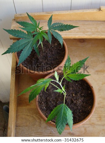 fresh Marijuana plants/the process of homegrowing weed