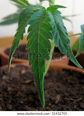 fresh Marijuana plants/the process of home growing weed