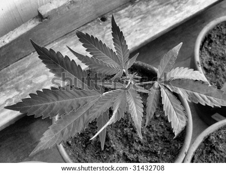 fresh Marijuana plants/the process of home growing weed