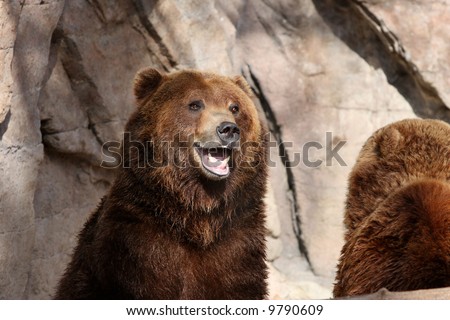 Bear Open Mouth