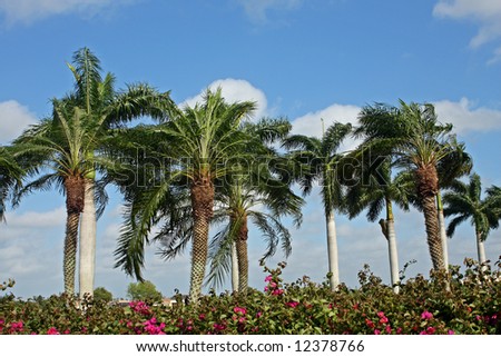 Palm trees and flowers