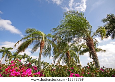Short palm trees and pink flowers