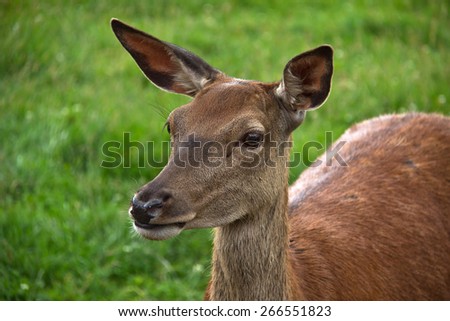 Roe deer/Roe deer close-up. Young roe deer in the forest.