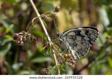 Butterfly / The butterfly sits on a flower plants
