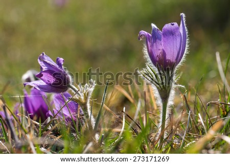Purple pasque flowers in springtime / Hairy fuzzy pasque-flowers in soft purple pastel colors in springtime.