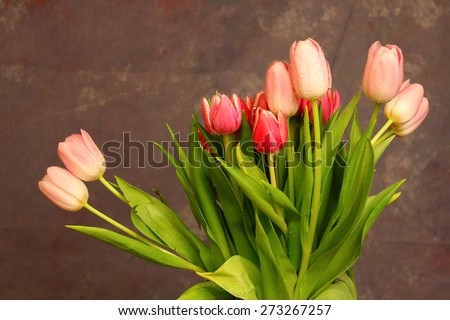 Tulips / Background. Red tulips. Red tulips on blurred background.