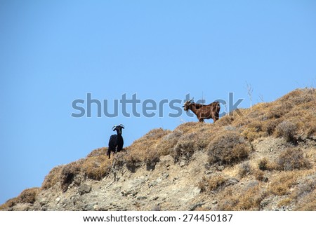Goats on the island of Kos / Greek island in Aegean sea.