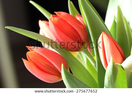 Red tulips. Red tulips on blurred background.