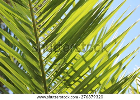 Palm leaf / Closeup of tropical palm leaf with bright green leaves.