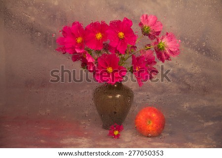 Cosmos flower (Cosmos bipinnatus) / Vase with Cosmos behind wet glass.