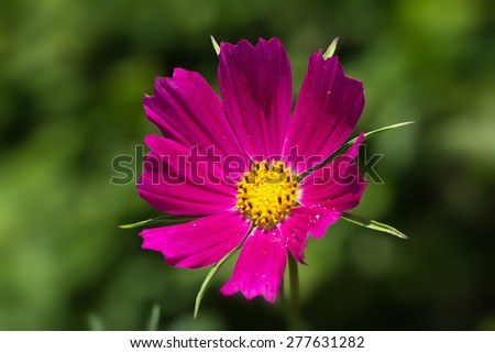Cosmos flower on a green background / Purple cosmos flower on a green background
