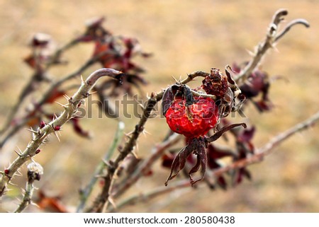 Rosehips / Last year\'s dried rose hips. Prickly branches of a wild rose.