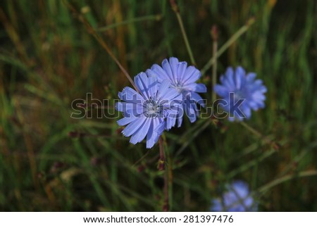 Flower, chicory / Chicory flower in the meadow lit by the morning sun.