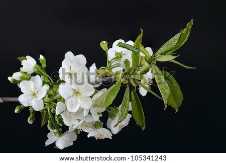 Branch of spring cherry flower on black background