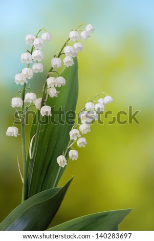 Lily of the valley on green and blue background