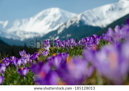 carpet of blooming crocuses in chocholowska valley in tatra mountains